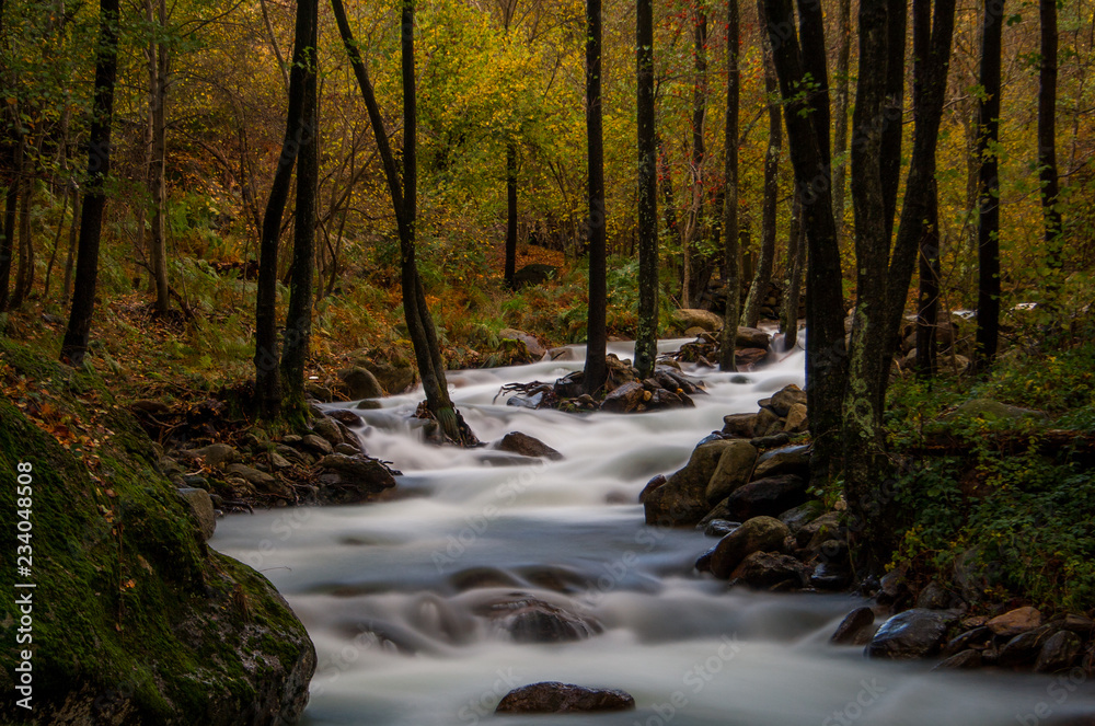 River in the forest