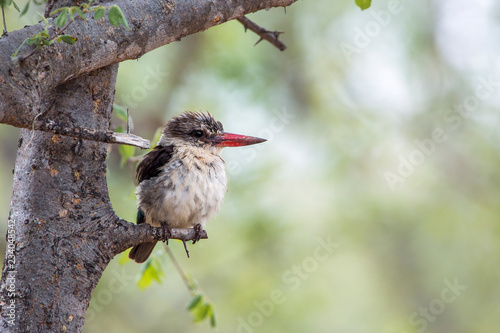 Striped Kingfisher juvenile in Kruger National park, South Africa ; Specie Halcyon albiventris family of Alcedinidae photo