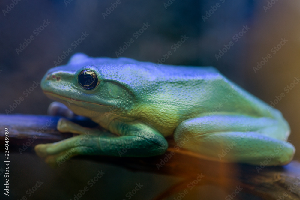 .Green giant copepod, frog sitting on a branch in a terrarium. The view through the glass. .Green giant copepod, frog sitting on a branch in a terrarium. The view through the glass.