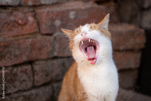 Ginger Or Red Cat Yawns Close-up. Cute Animal Or A Stray Pet On The Street.