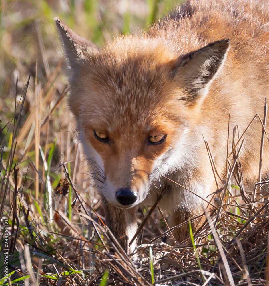 Red Fox Foraging