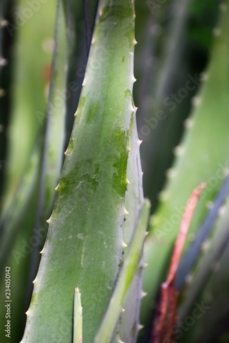 Aloe Vera in Cyprus garden
