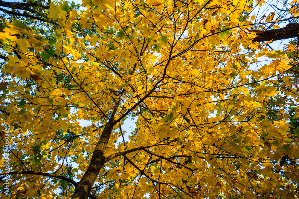 closeup red dry autumn maple tree in a forest closeup red dry autumn maple tree in a forest