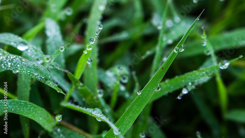 grass raindrop wet nature closeup