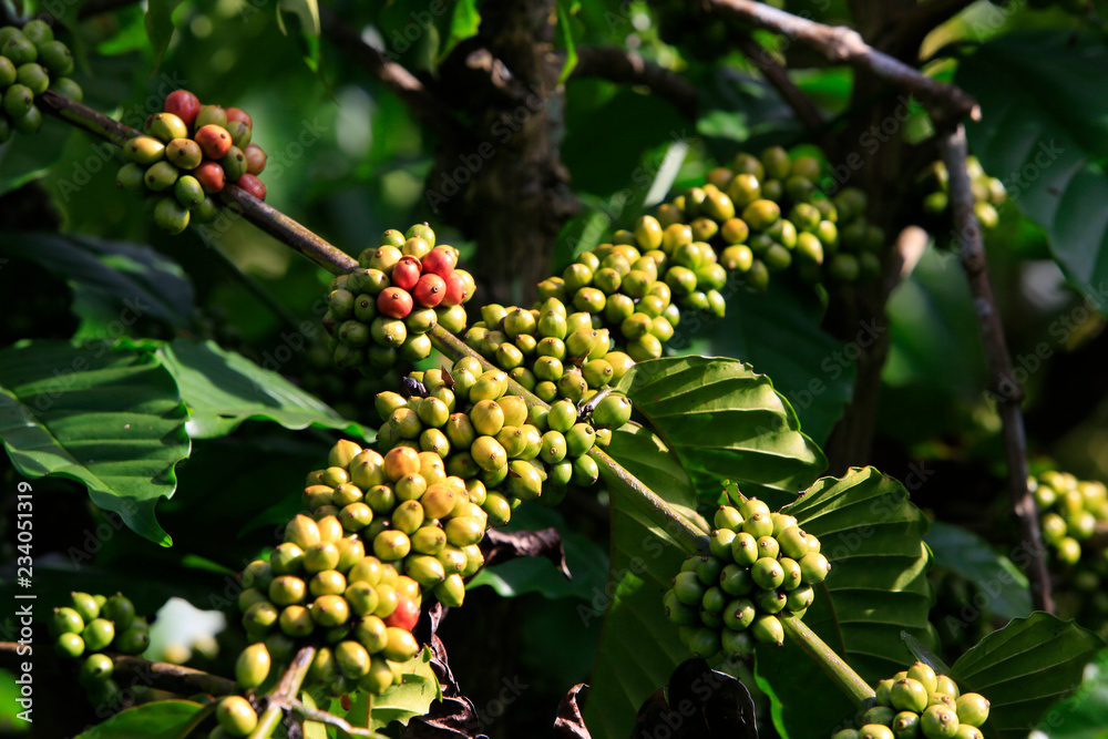 Coffee been on tree in cafe plantation Coffee been on tree in cafe plantation