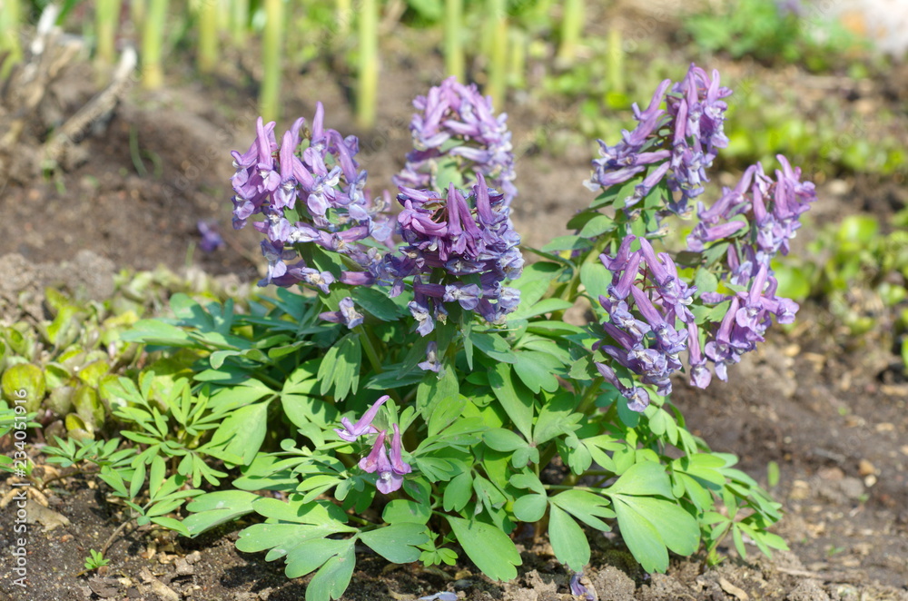 Corydalis halleri, Corydalis solida flowers blooms in the spring Corydalis halleri, Corydalis solida flowers blooms in the spring