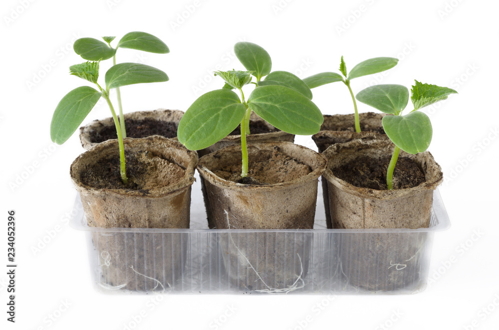 Cucumber seedlings in peat pots on white background Cucumber seedlings in peat pots on white background