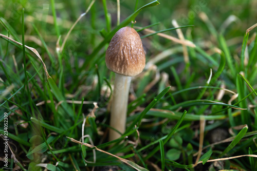 Stinkhorn Mushroom photo