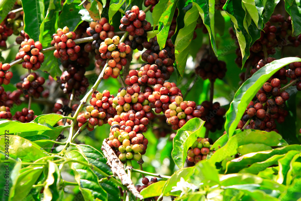Coffee been on tree in cafe plantation Coffee been on tree in cafe plantation