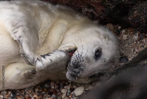 Newborn Baby Seal photo