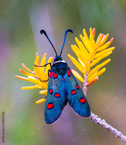 mariposa en el campo