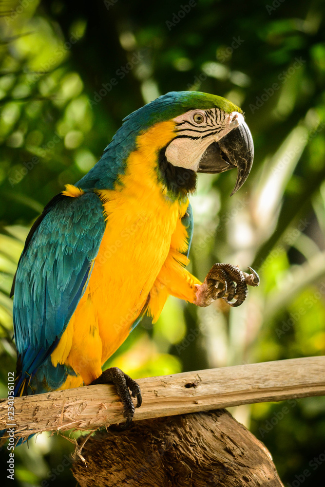 parrot