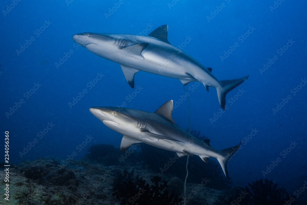 Pair of Grey Reef Sharks 