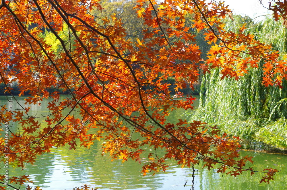 Äste mit orangefarbenen und roten Blättern überm See