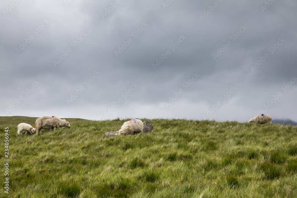 Schafe in Wales