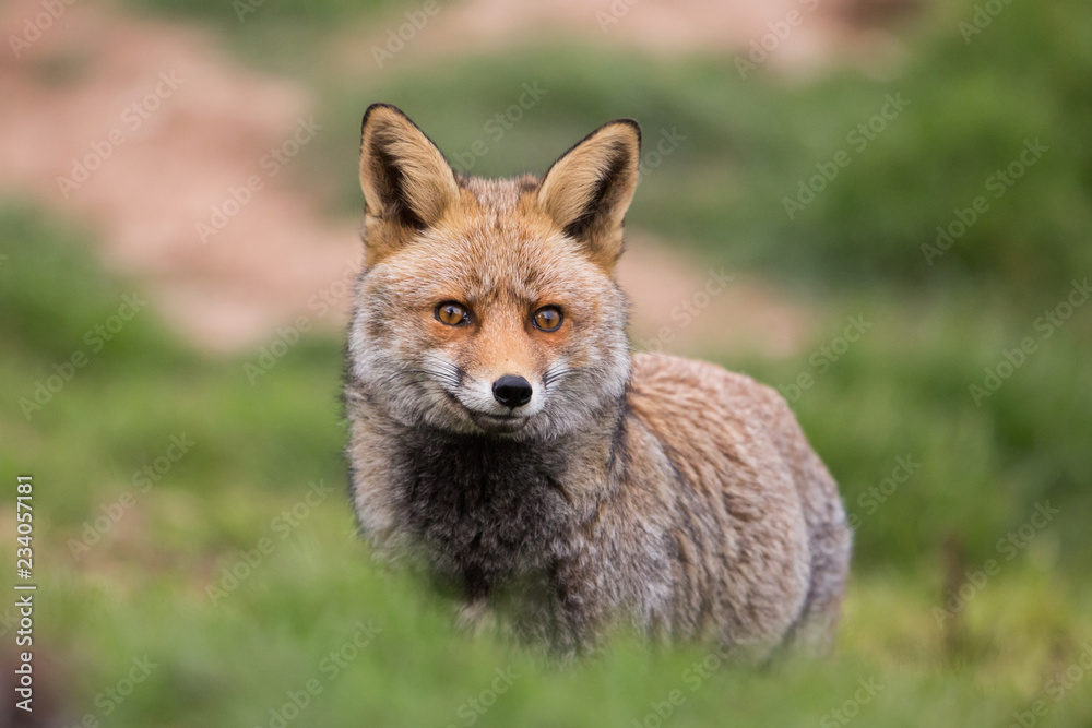 Red Fox (Vulpes vulpes) staring at camera, Andalucia, Spain