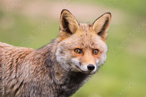 Red Fox (Vulpes vulpes) staring at camera, Andalucia, Spain © lnichetti