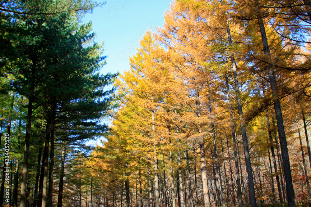 Fototapeta premium Pine branches in the sky
