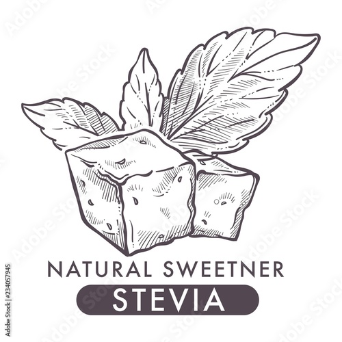 Stevia natural sweetener, leaf put in drink cup vector.