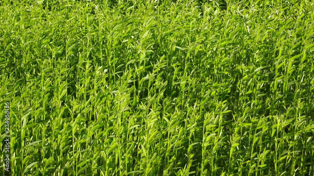background of green grass background of green grass