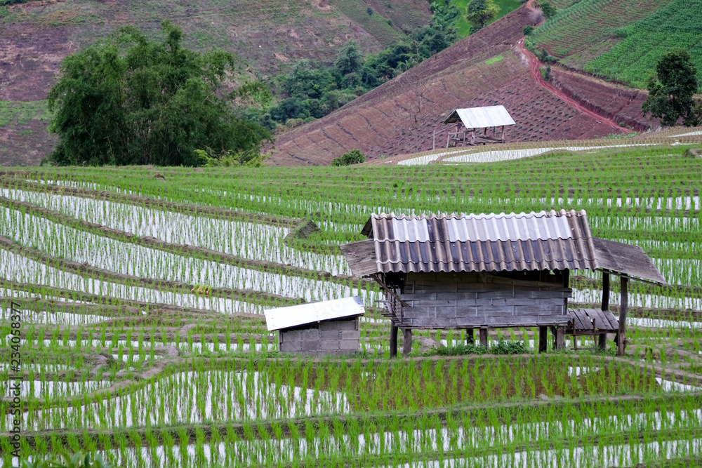 Fototapeta premium paddy rice field at the northern of Thailand