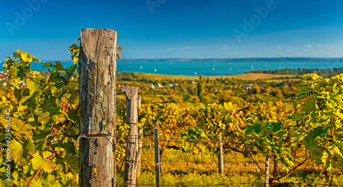 Nice vineyard in autumn