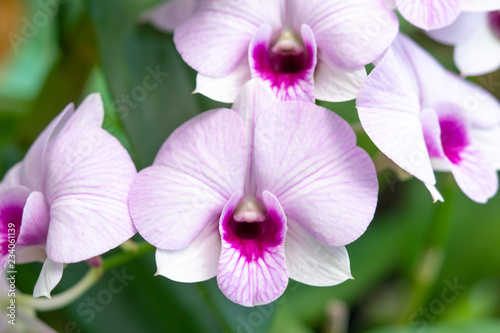 Close Up beautiful Purple and White Orchids flower blooming in orchid garden  Nature Background