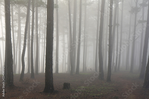Fantastic foggy forest with pine tree . Beauty world