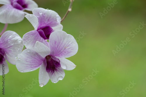 Close Up beautiful Purple and White Orchids flower blooming in orchid garden  Nature Background