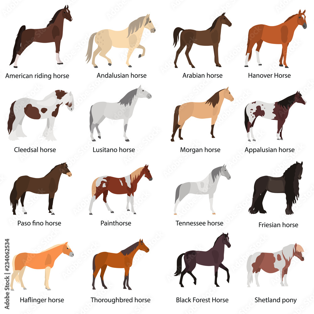Different horses breeds color vector icons set. Flat design