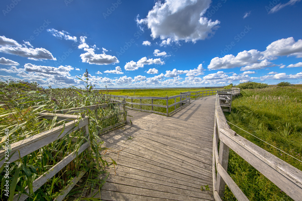 Wooden boardwalk with seats through reed marshland