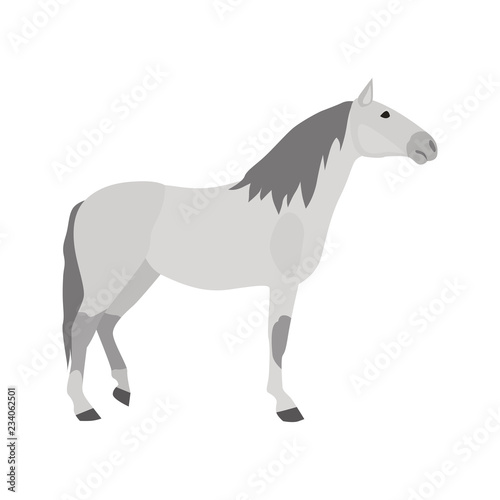 Lusitano breed color vector icon. Flat design