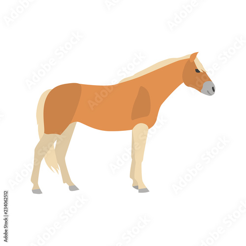 Haflinger horse color vector icon. Flat design