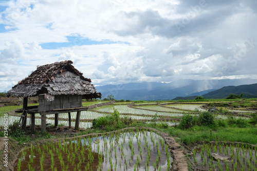 paddy rice field at the northern of Thailand