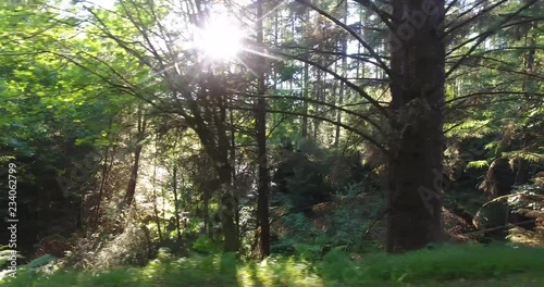 Slow Drone Shot of a Scottish Forest with Sunlight Breaking Through