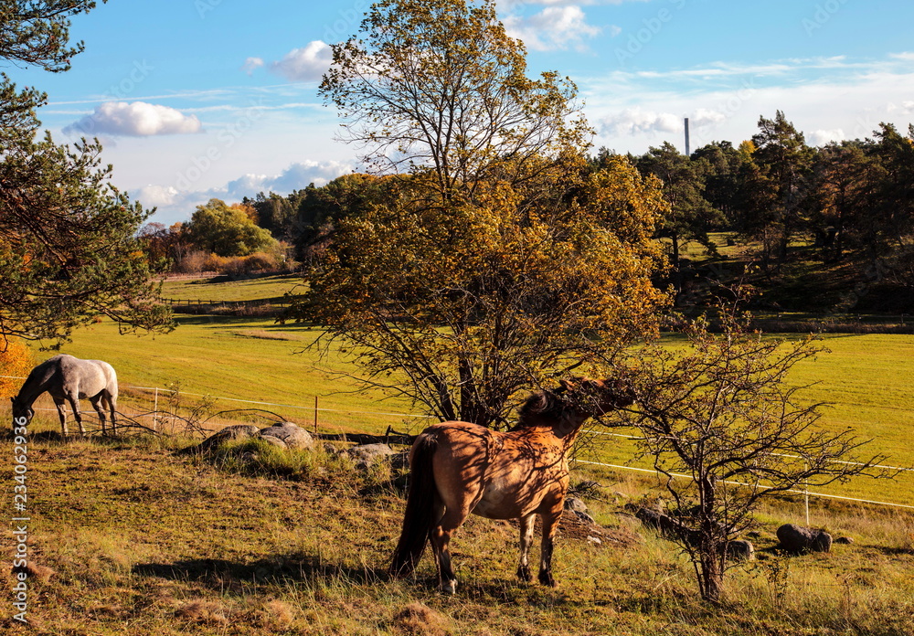 Horses graze