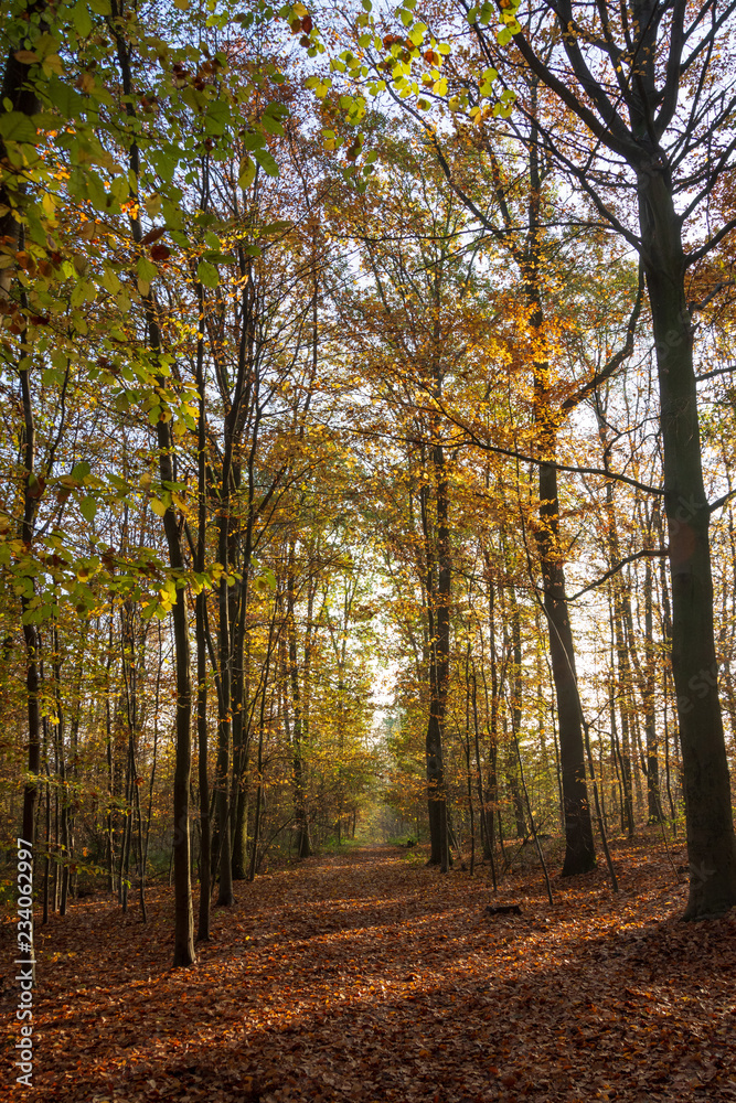 Fototapeta premium Paysage d'automne, forêt domaniale de Meudon, France