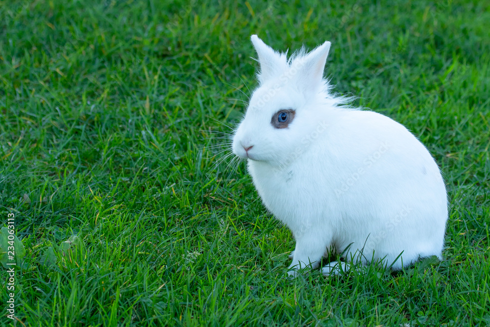 Cute white rabbit with blue eyes on a background of green grass Cute white rabbit with blue eyes on a background of green grass