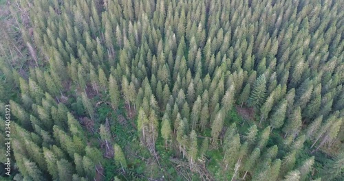 Slow Drone Shot of a Scottish Forest with Sunlight Breaking Through