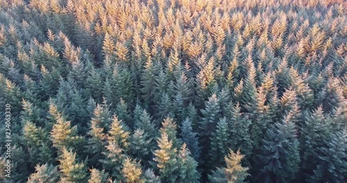 Slow Drone Shot of a Scottish Forest with Sunlight Breaking Through