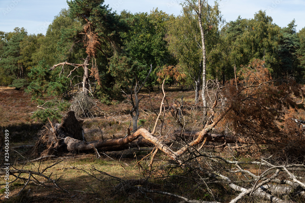 Trees blown down by strong wind, Maasduinen National Park; Limburg, Netherlands Trees blown down by strong wind, Maasduinen National Park; Limburg, Netherlands