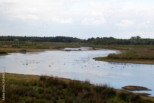 Mere with waterfowl, Maasduinen National Park, Limburg, Netherlands