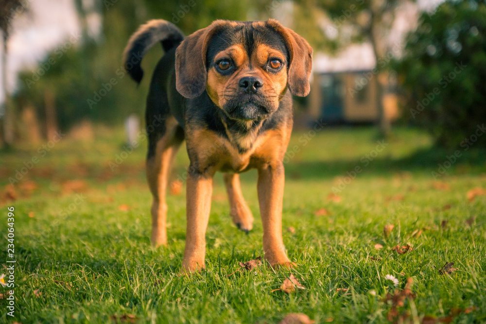 Nahaufnahme eines kleinen Hundes (Puggle) Nahaufnahme eines kleinen Hundes (Puggle)