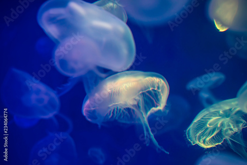 Jellyfish