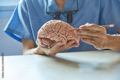 Doctor using pencil to demonstrate anatomy of artificial human brain model photo