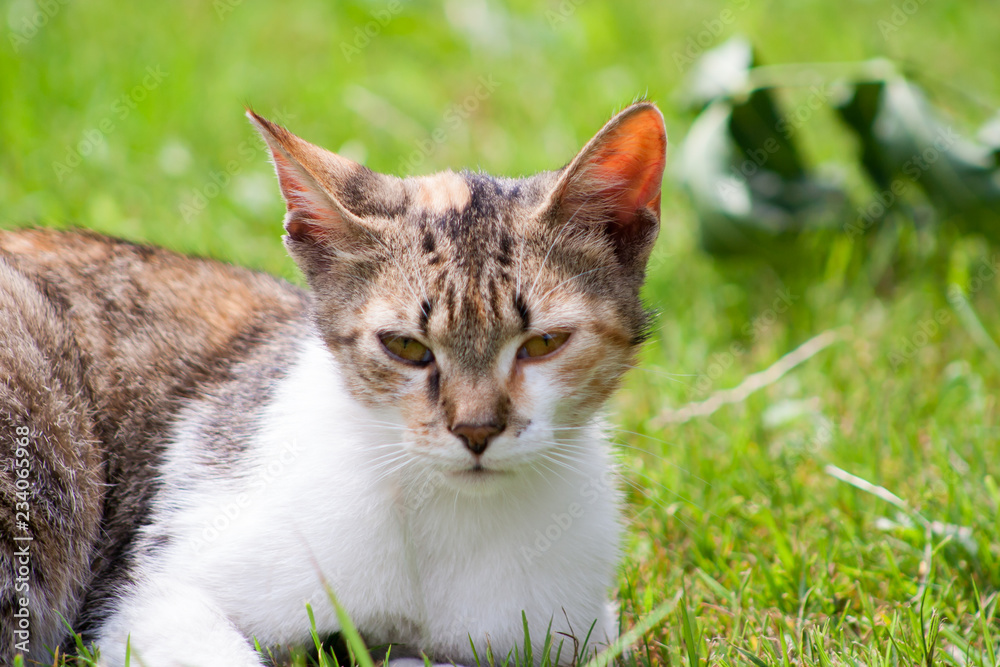 Fototapeta premium young cat with raised head is lying on the grass. kitten on the meadow.