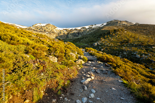 Camino entre piornos del Parque Nacional de las Lagunas  de Pegnalara.  Madrid. España. Europa. photo