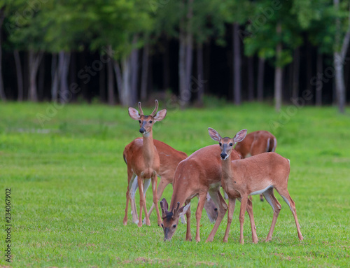 Grazing whitetail deer herd