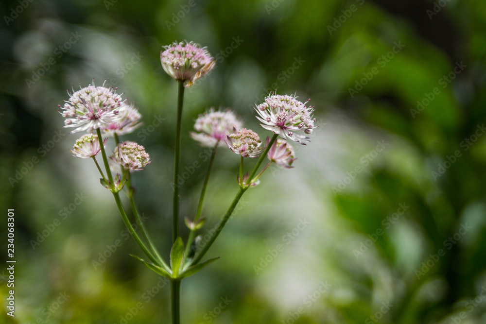 Fototapeta premium Pink flower in the mountains bokeh