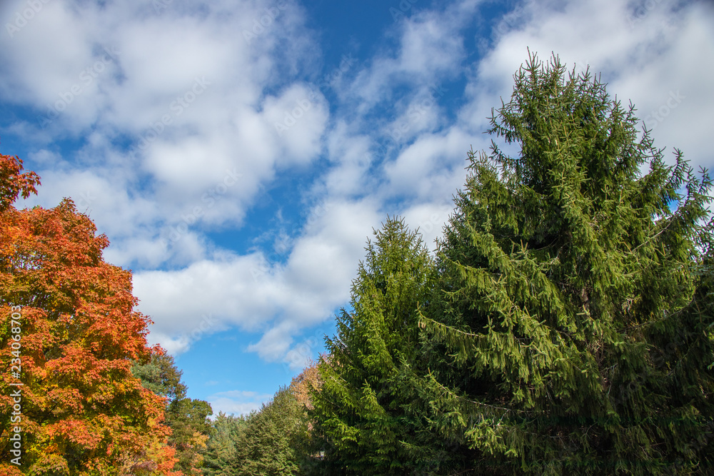 beautiful trees in autumn showing foliage with cloudy sky beautiful trees in autumn showing foliage with cloudy sky